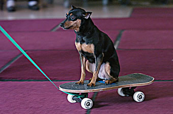 Min Pin on Skateboard